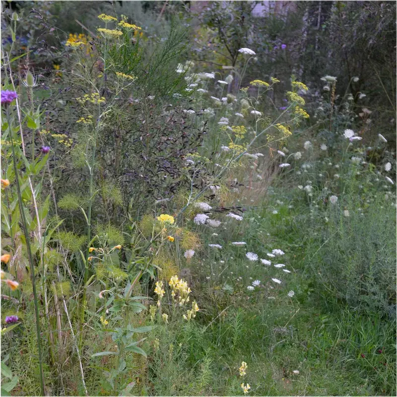 Bloeiwijs natuurlijke tuin voorbeeld