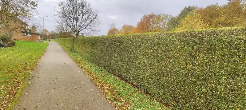 Lange liguster snoei najaar