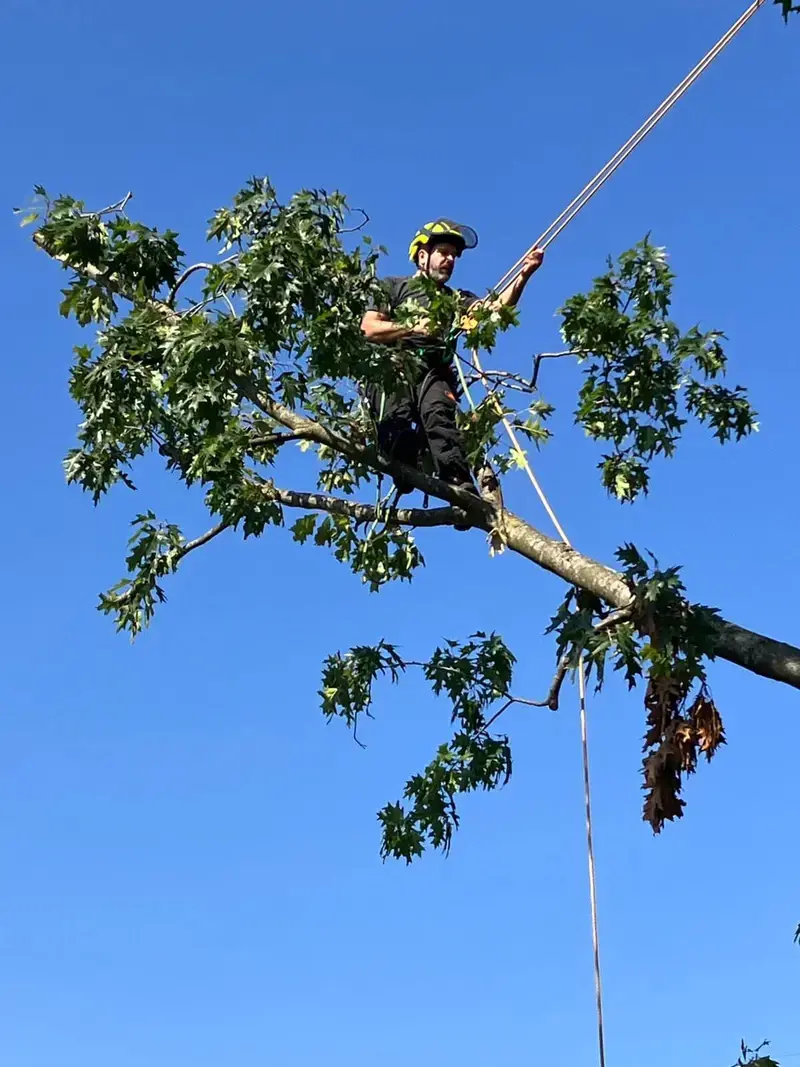 Quercus rubra