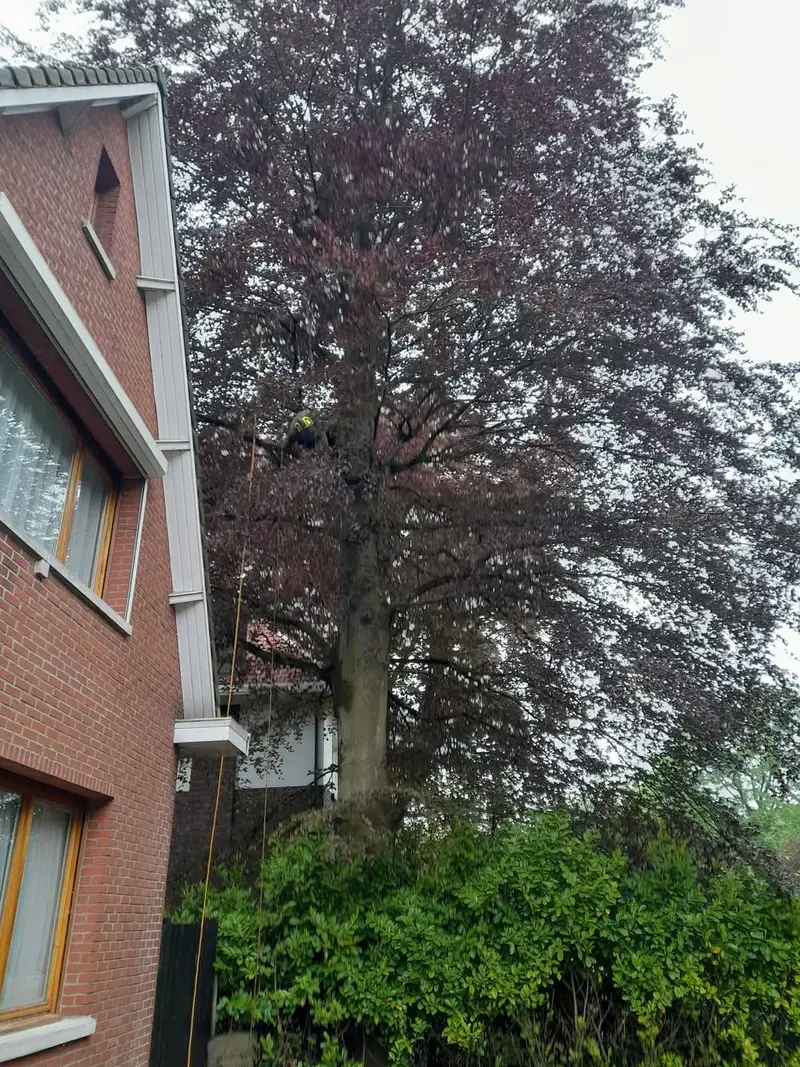 Onderhoudssnoei rode beuk