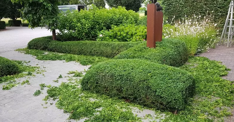 Buxus scheren in wolken