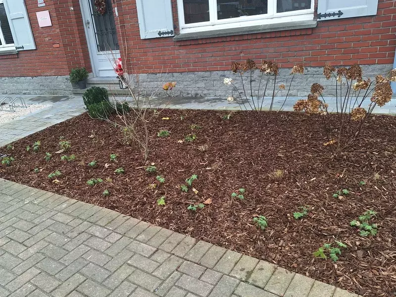 Nieuwe beplanting afgewerkt met schors