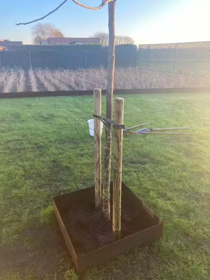 planten bomen
