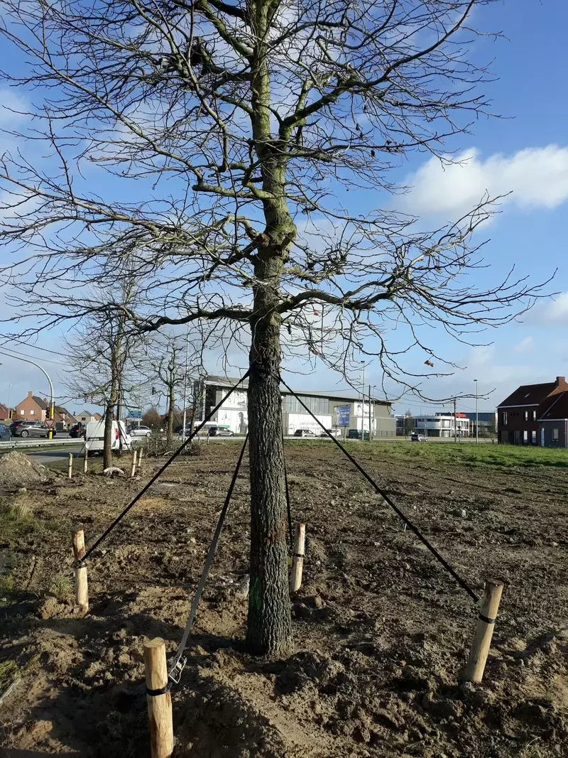 Aanplant grote bomen