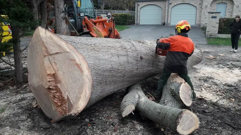 Vellen en verzagen van grote bomen