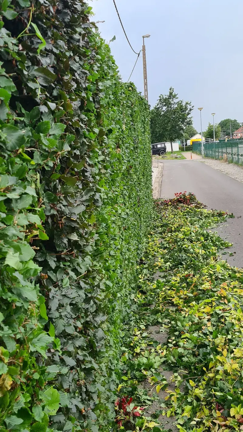 Sfeerbeeld fagus haag