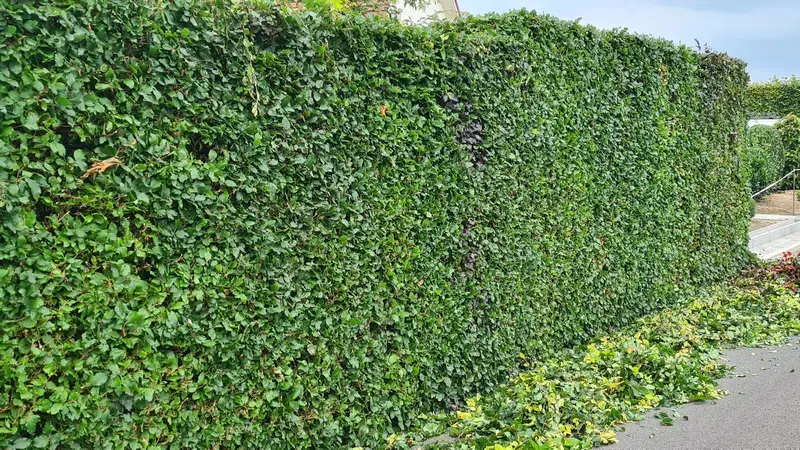 Sfeerbeeld fagus haag