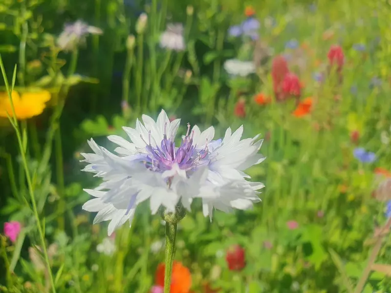 inzaaien bloemenweide