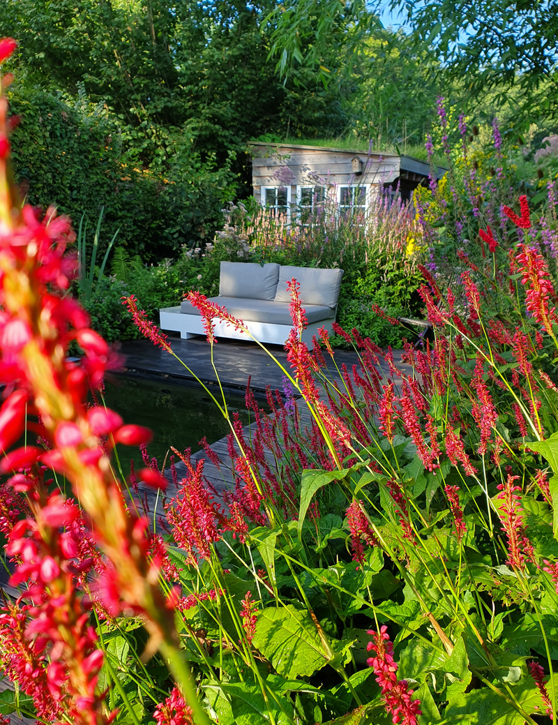 Zwemvijver met wilde beplanting
