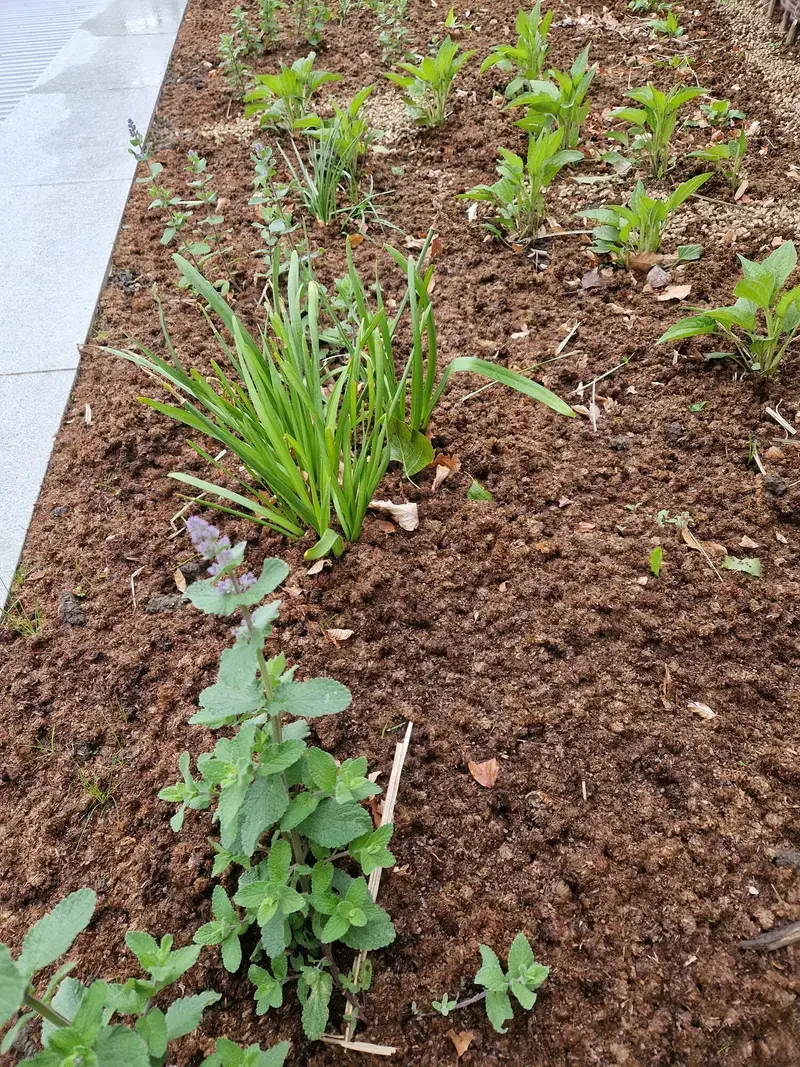 Deze foto is gemaakt na de eerste regenbui. Hierna zwellen de pellets op en maken een ondoordringbare bedekking zodat onkruid geen kans krijgt 