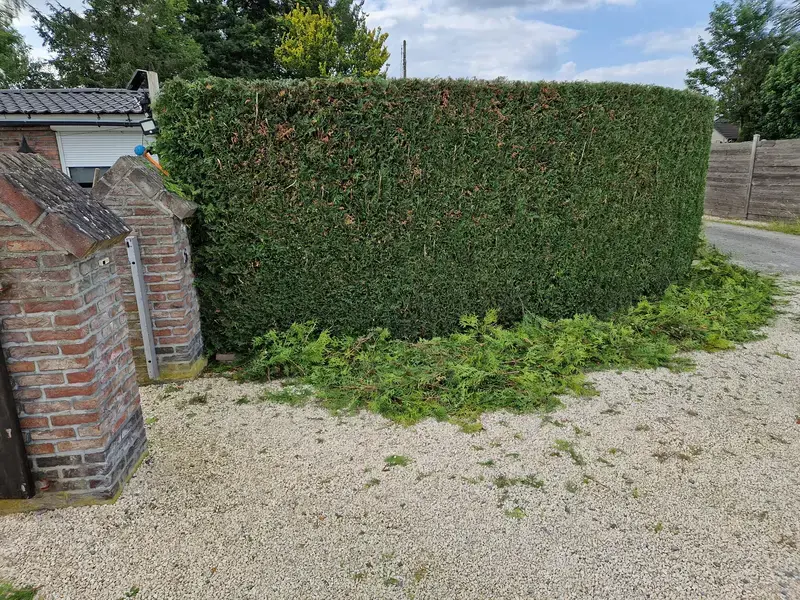 Snoeien van sparrenhaag