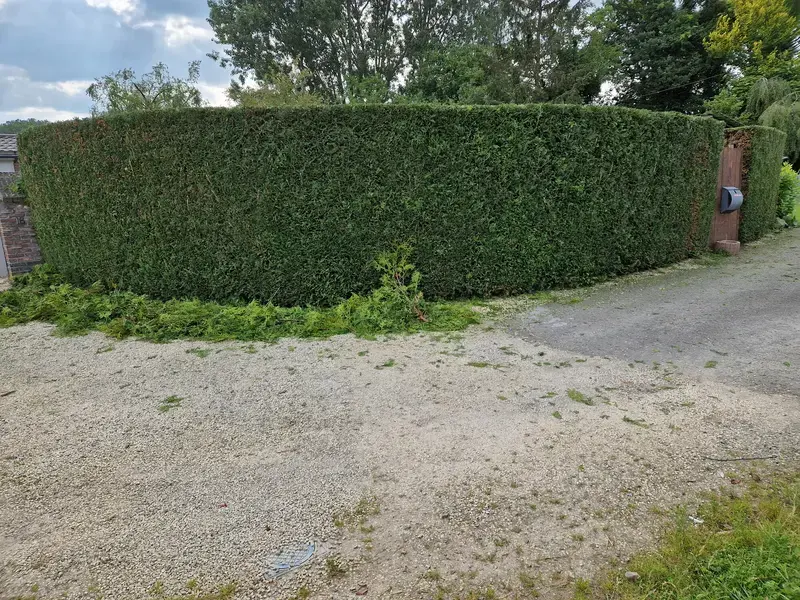 Snoeien van sparrenhaag ander aanzicht