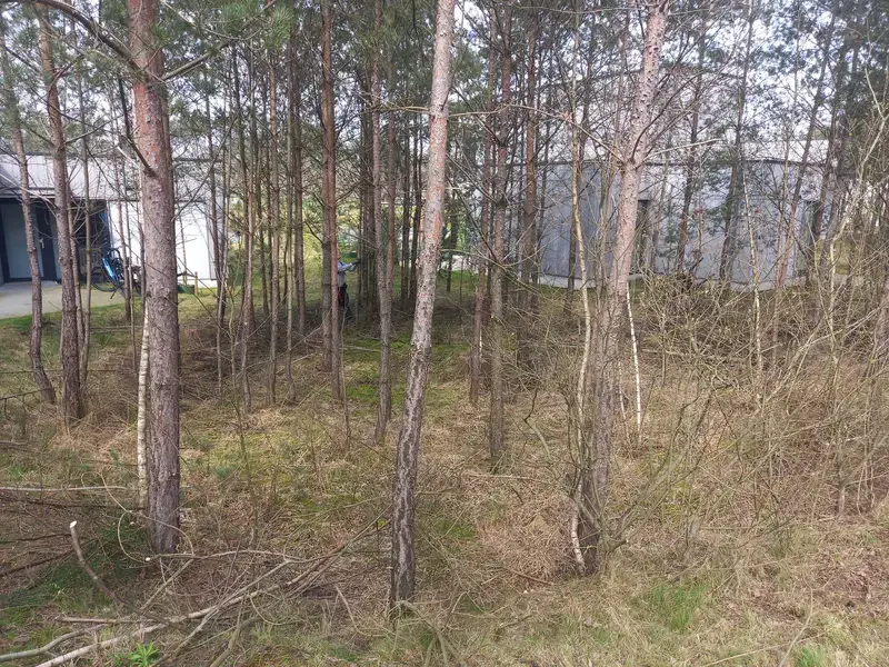 Opsnoeien van bomen (voor)