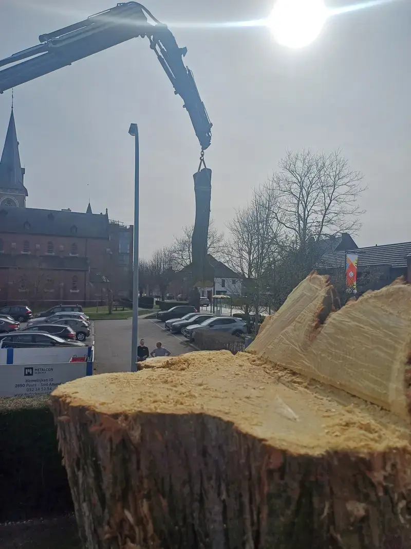 Afbreken van een grote acacia met behulp van een autolaadkraan