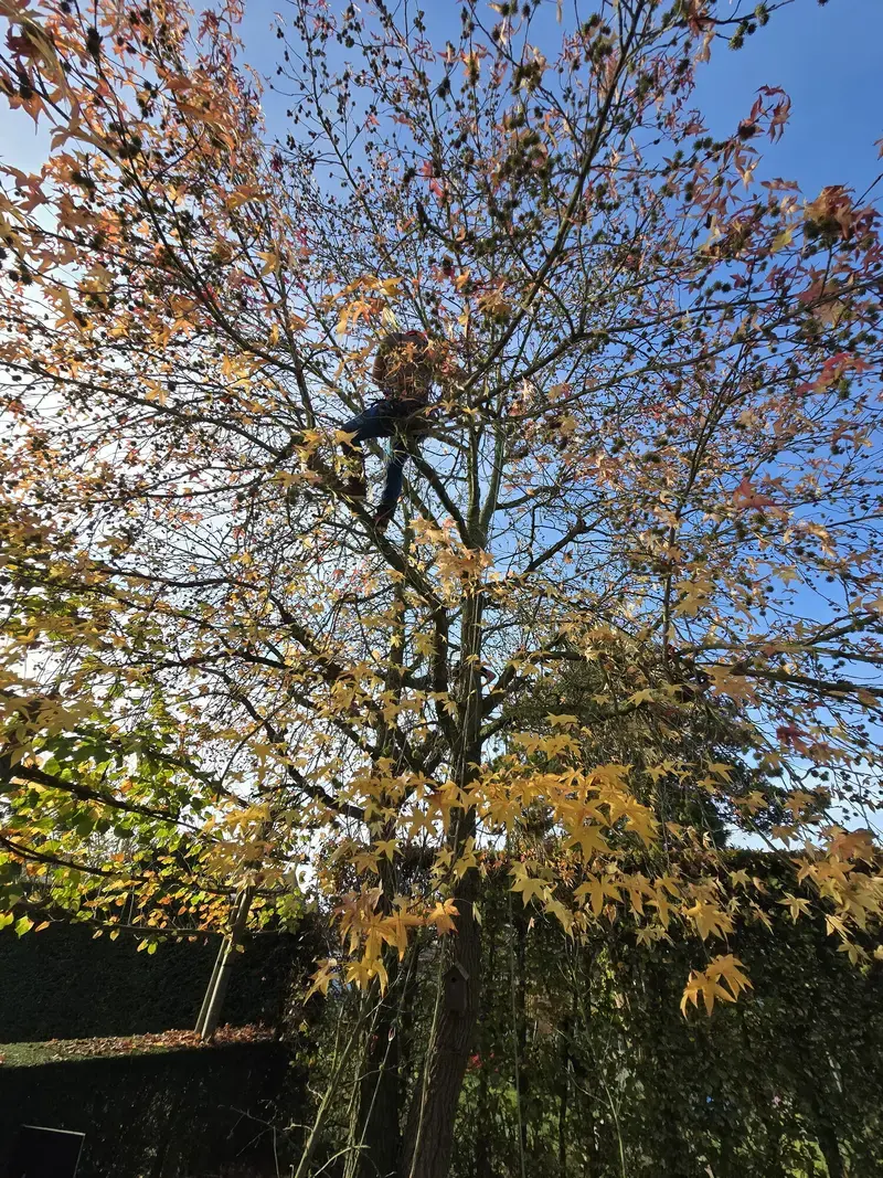 Snoei meerstammige Amberboom met klimuitrusting