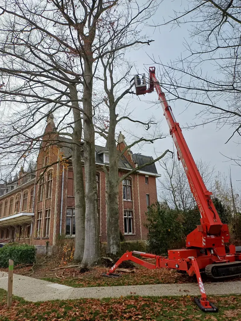Ecologische velling van een door reuzenzwam aangetaste beuk