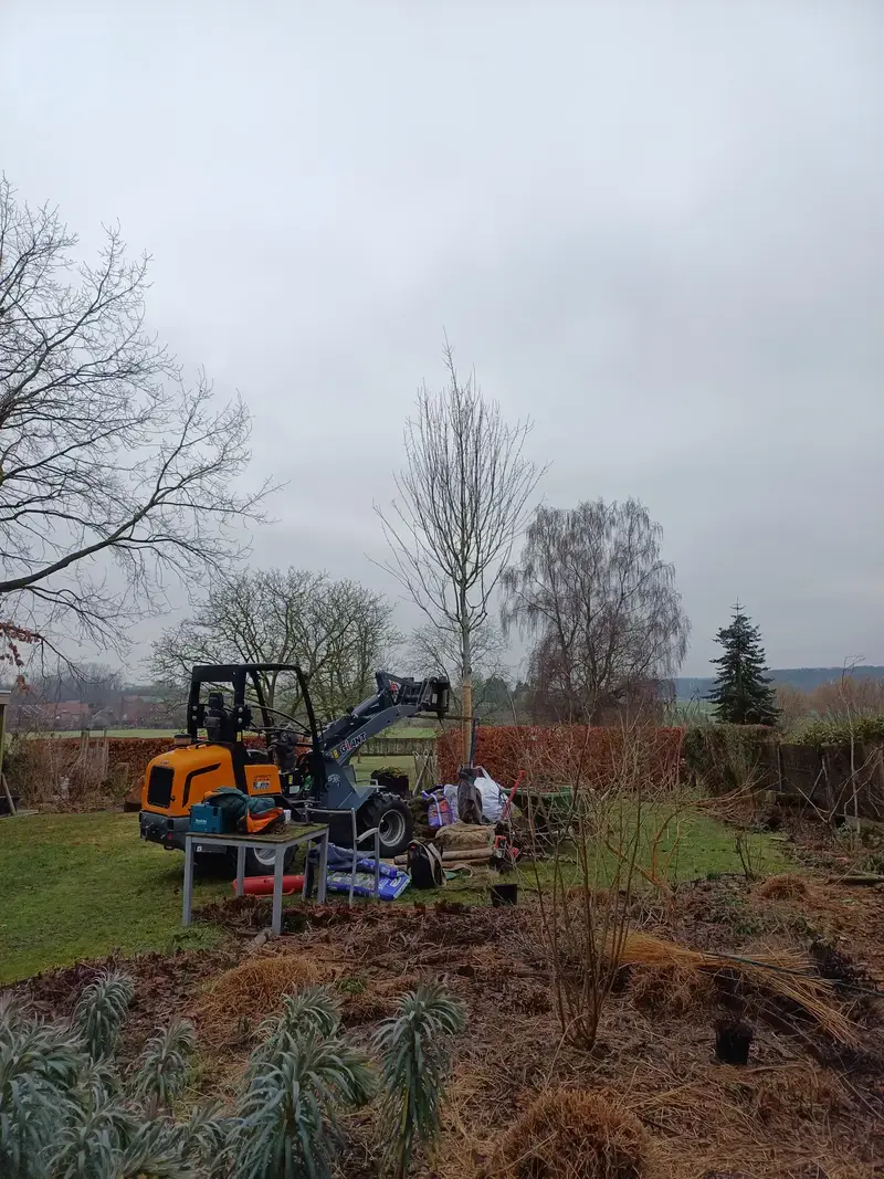 Aanplant van een Freemanii esdoorn