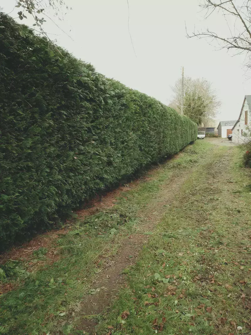 Haagsnoei