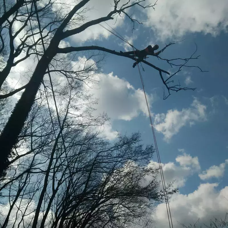 Demontage van dode boom