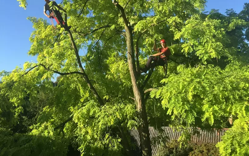 Snoei van Robinia