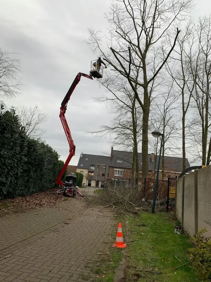 Snoeien/vellen van bomen