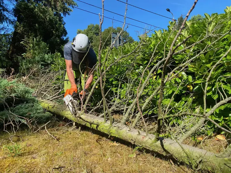 ARBORIST - vakkundig onttakken van gevelde boom - Dieter Waeyenbergh