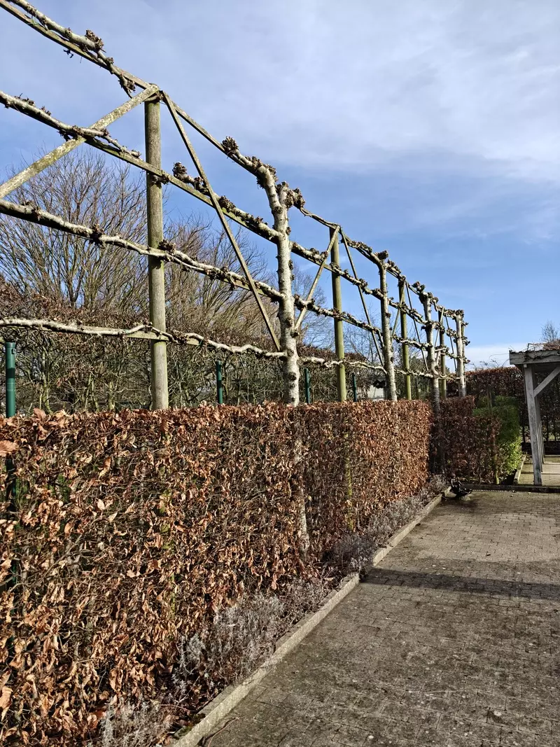 winteronderhoud leilindes