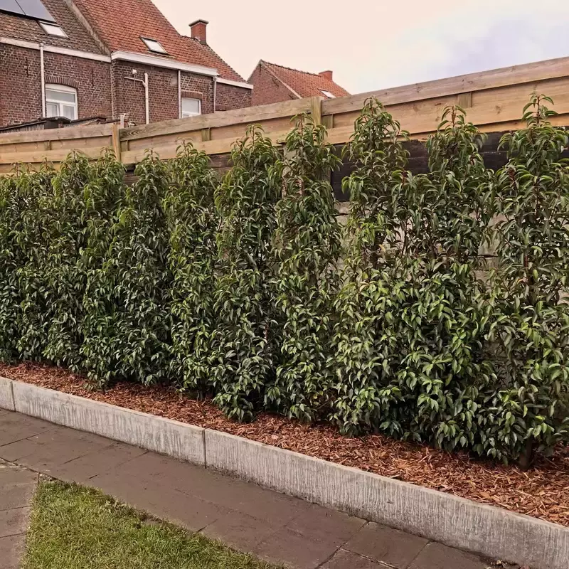 Aanleg betonplaat en aanplanten haag