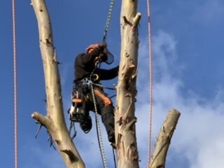 Kappen van boom met klimtechniek