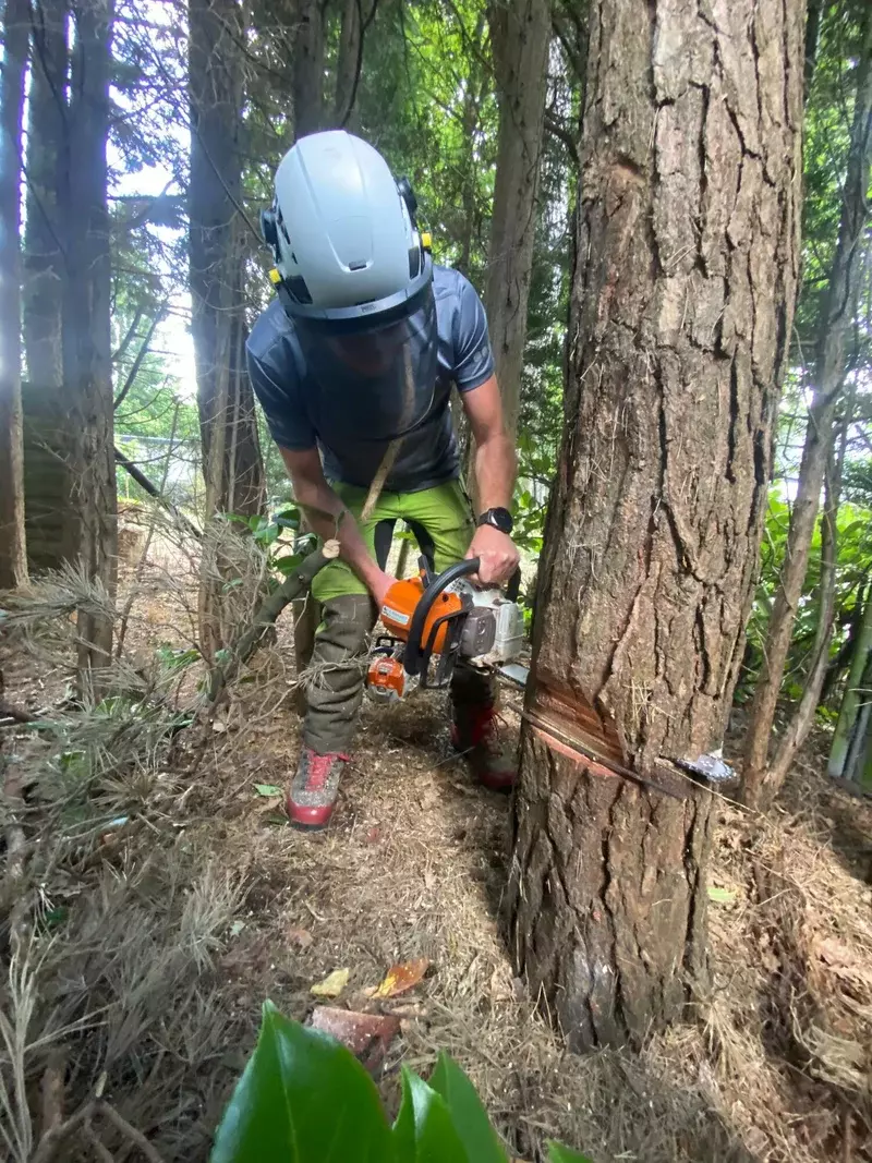 ARBORIST - vellen dode boom - Dieter Waeyenbergh