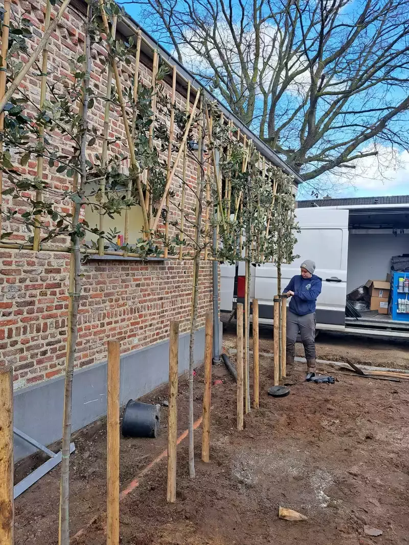 Aanbinden van Quercus ilex leibomen