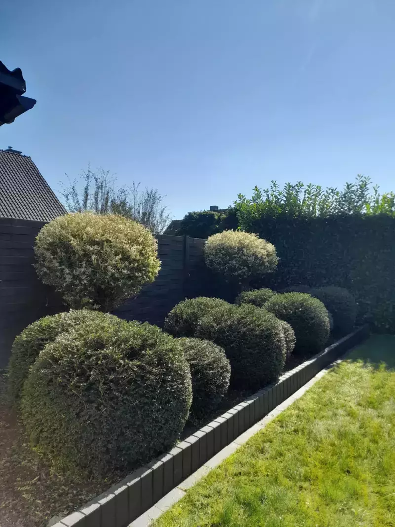 Lonicera aangeplant als alternatief voor de klassieke buxus