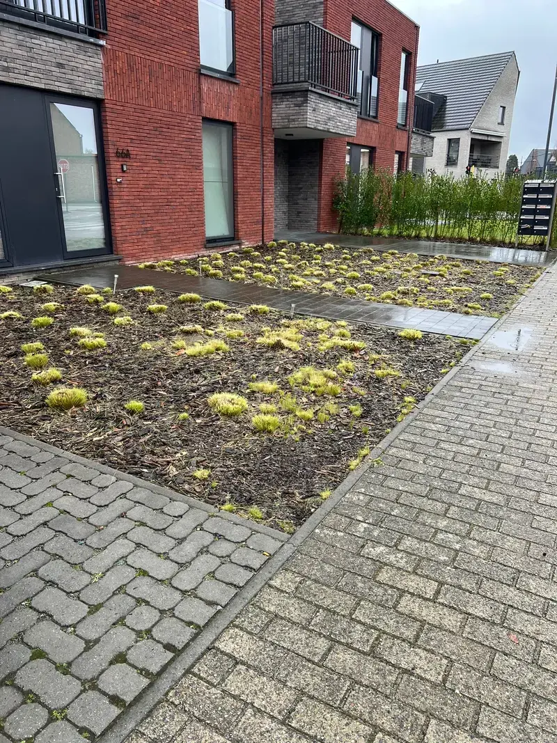 Aanleg en onderhoud van siergrassen