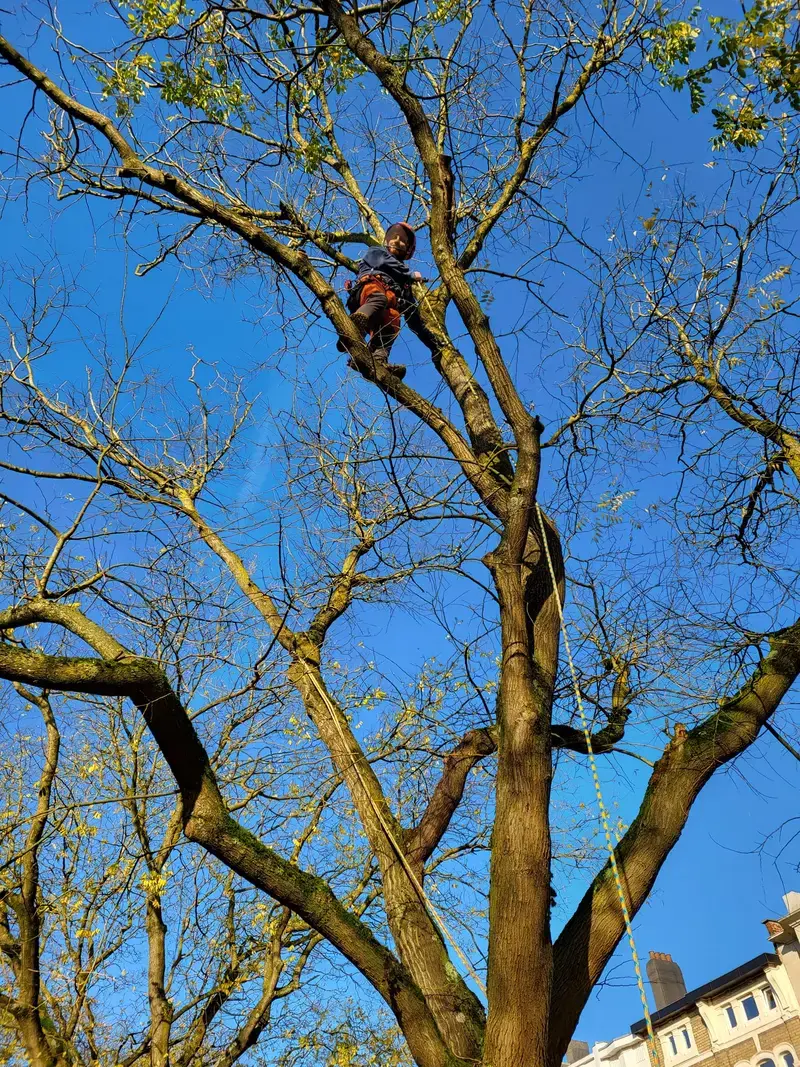 Kliminitiatie Hemelboom