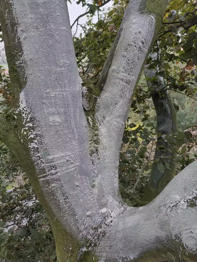Hier werd een beuk behandeld met kalk om zonnebrand te voorkomen na een snoei.