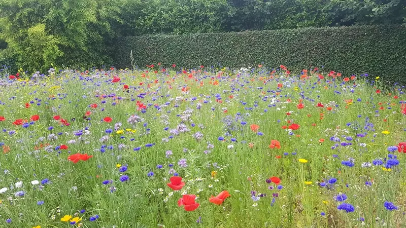 Bloemenweide