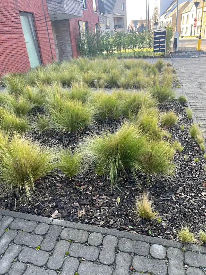 Aanleg en onderhoud van siergrassen