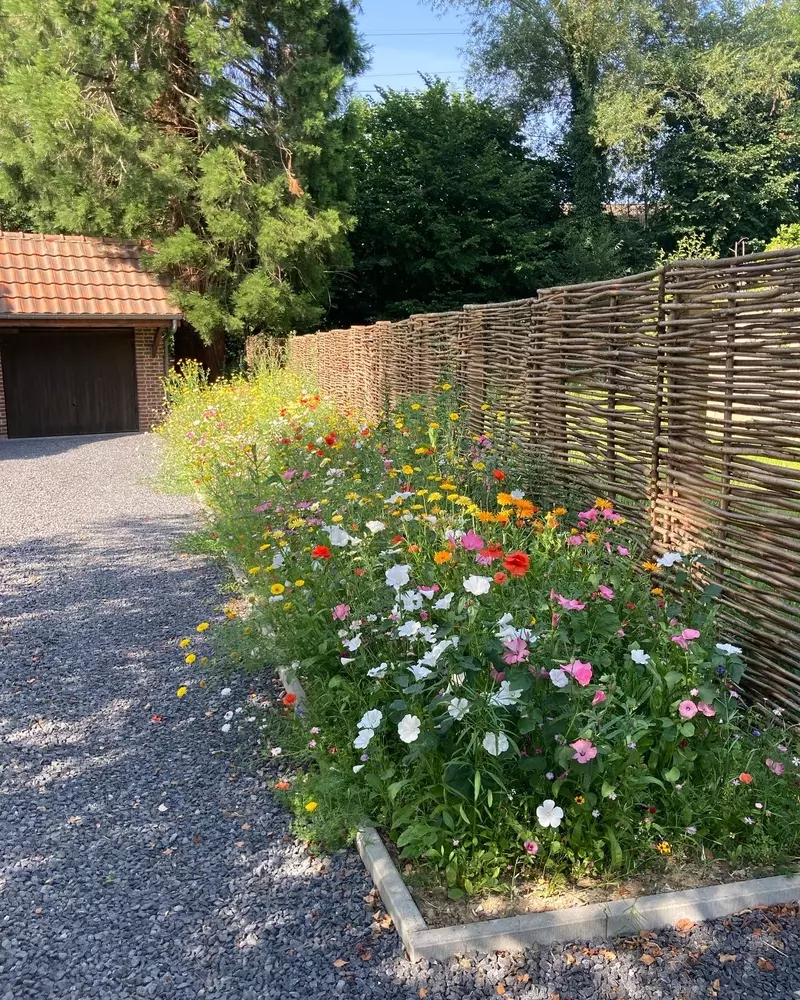 Aanleg border met wilde bloemen