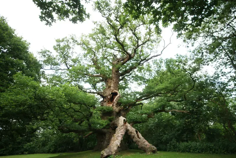 Beheer van veteraan bomen