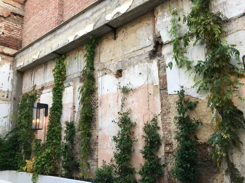 Grondgebonden groengevel met klimplanten