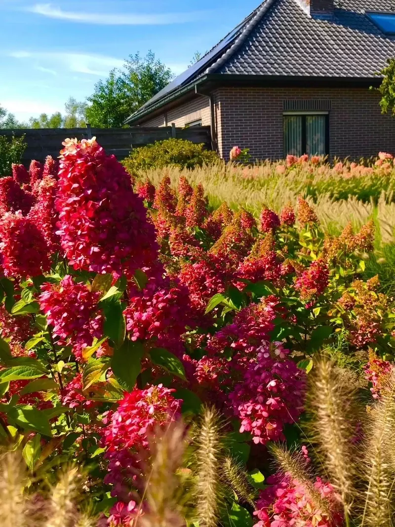 Bloei siergrassen en Hydrangea