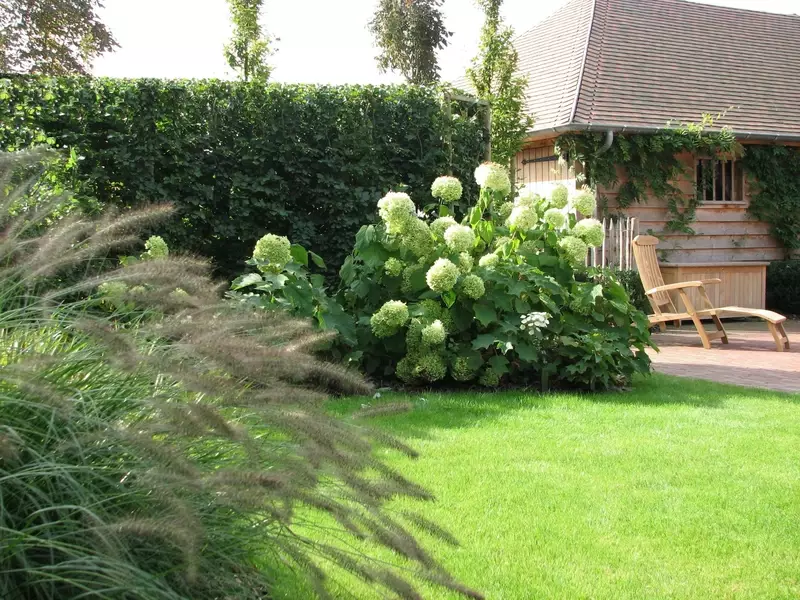 Hydrangea in beplantingsvak met gazon