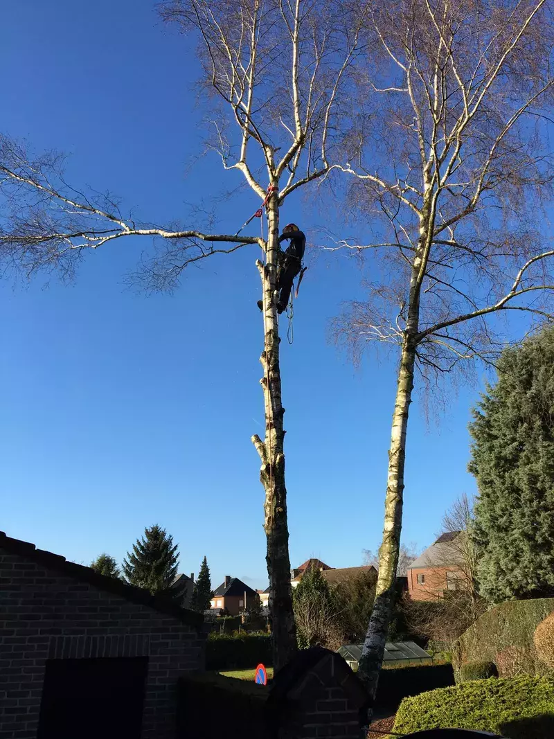 Vellen en snoeien van bomen