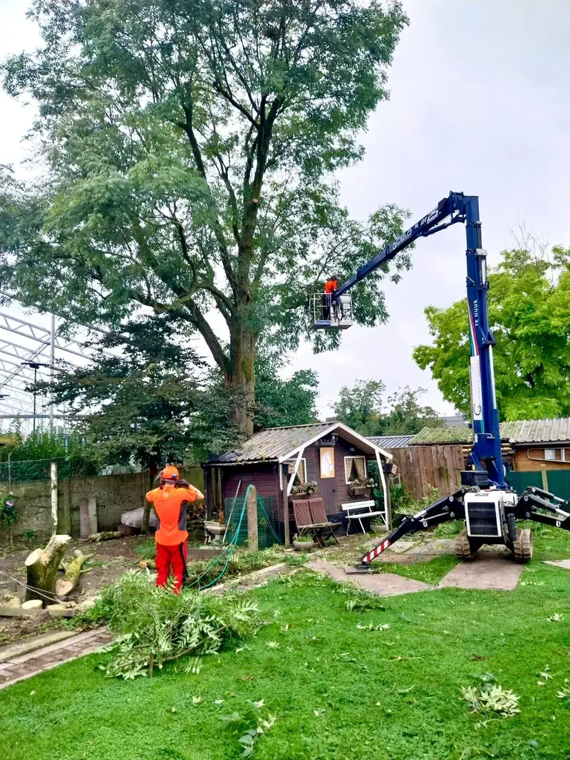 Ecovelling van een aangetaste Es (Fraxinus excelsior). Dit was een noodkap en werd uitgevoerd binnen de week van vaststelling, wanneer nodig is snel schakelen mogelijk!