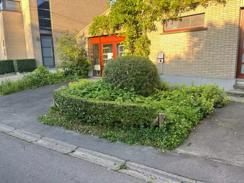 Snoeien van hagen/struiken