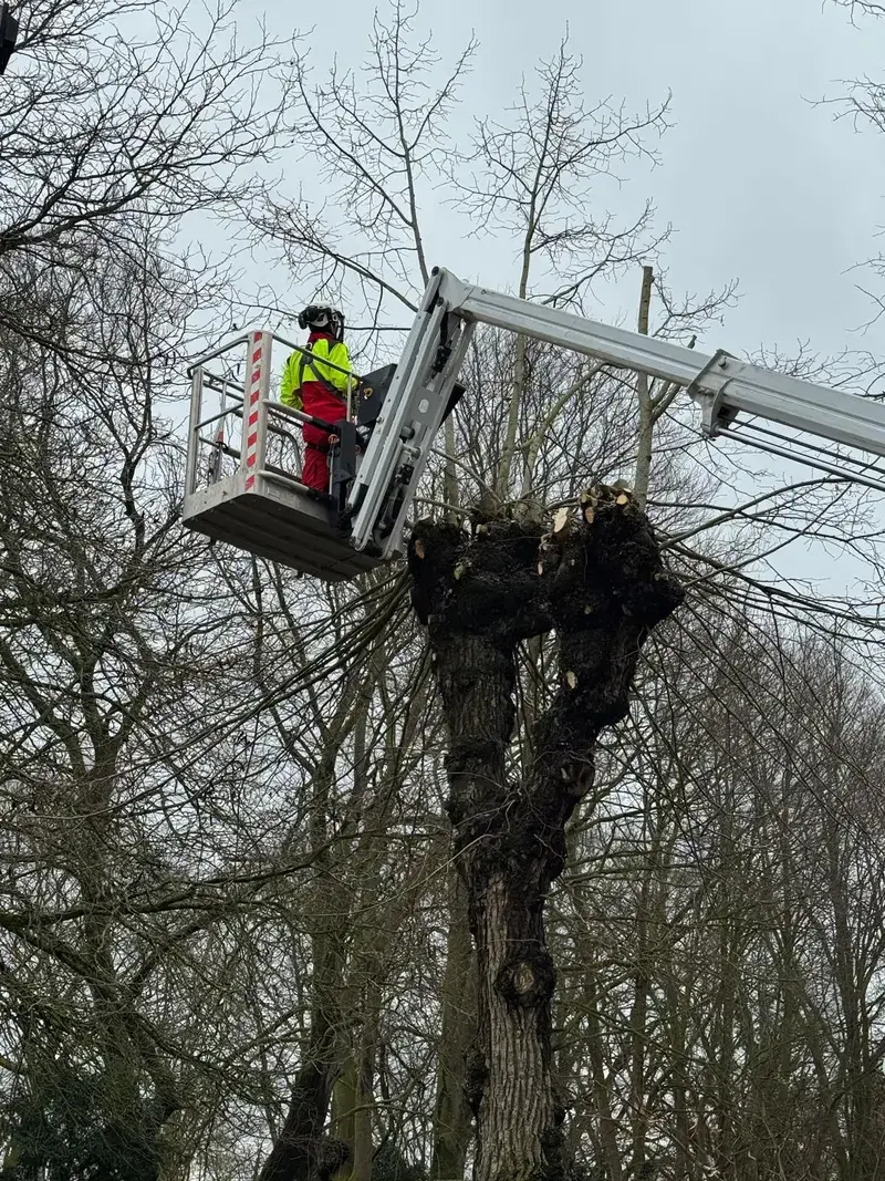 Knotten van bomen met hoogtewerker