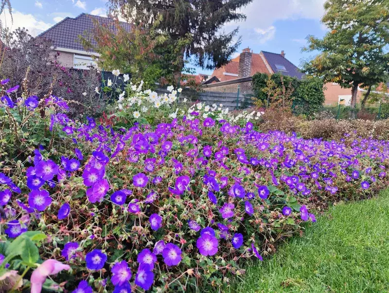 Resultaat na aanleg van vaste planten border 