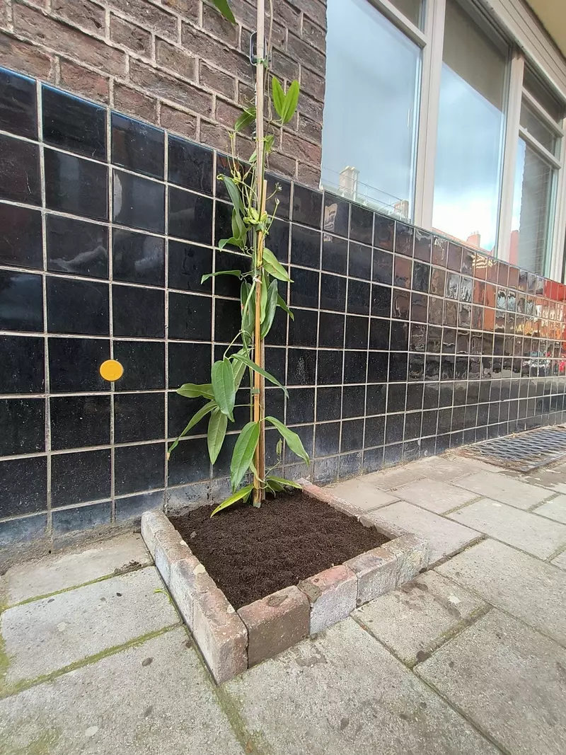 Aanplant geveltuintjes