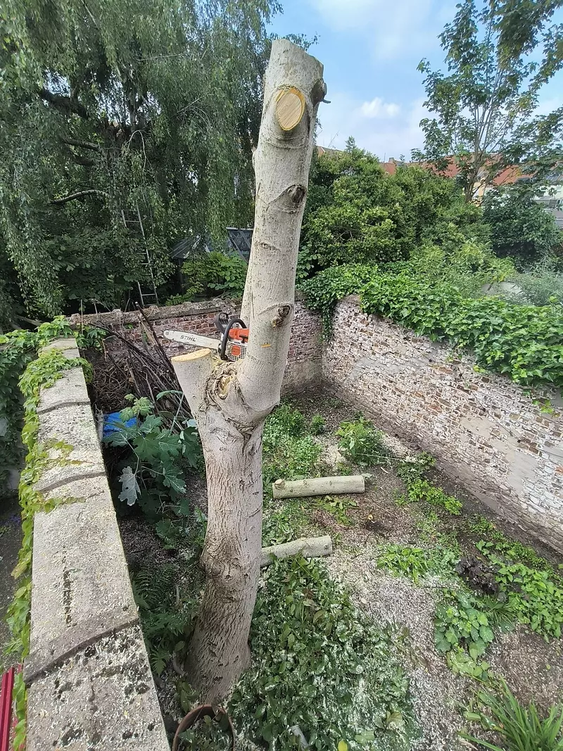 Snoeien en verwijderen van bomen 