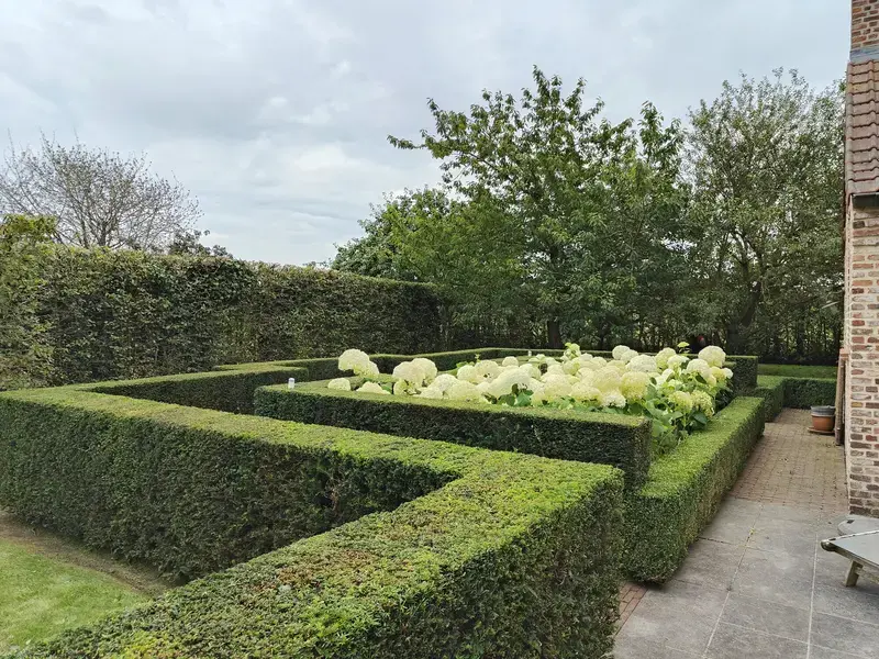 Foto van een strak gesnoeide haag met witte hortensia's in een landelijke tuin.